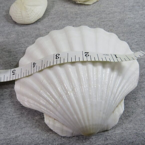 REAL White Sea Shells (8" Abalone Shell and variety of others) 2 pounds + - Picture 11 of 12